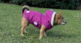 Jarní počasí je zrádné: Proč i malí psi potřebují obleček