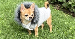 🐾 Jak naučit psa neštěkat u plotu (a nezbláznit se z toho)