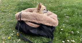 Multifunkční taška/pelíšek 3v1 pro psy, která umí víc než jen nosit