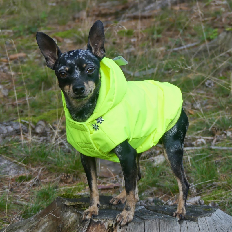 Zateplená pláštěnka pro psa – jaro/podzim, reflexní žlutá 🌧️🦺