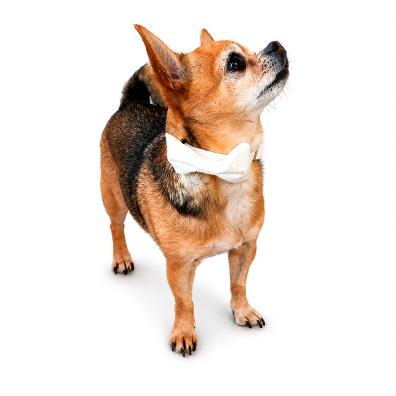 Svatební obojek s mašlí Marie madeira smetenový š. 1,5cm