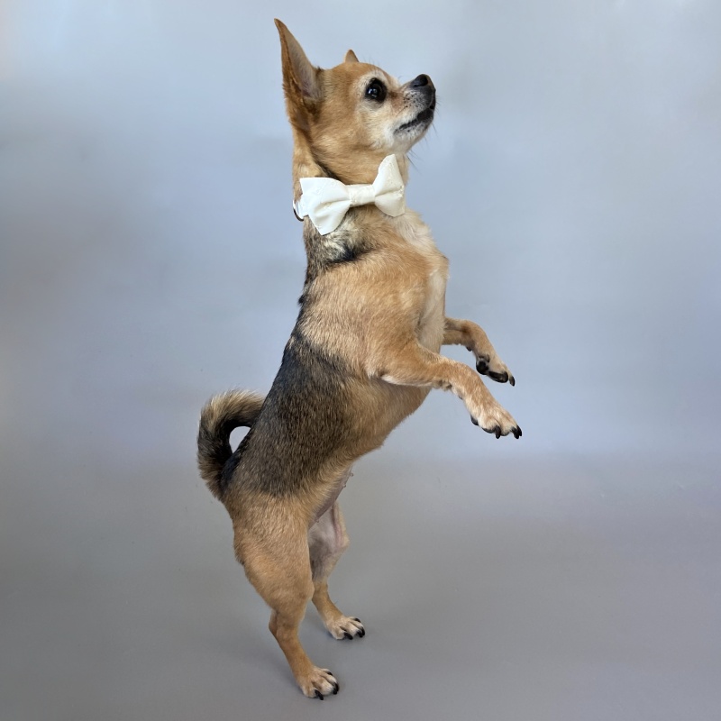 Svatební obojek s mašlí Marie madeira smetenový š. 1,5cm