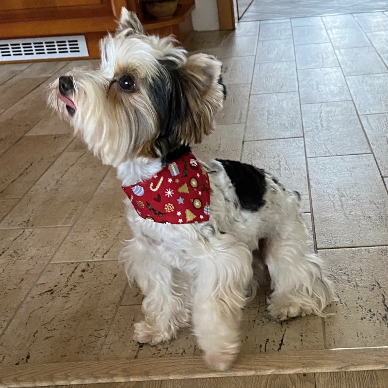 Vánoční šátek pro malého psa červený