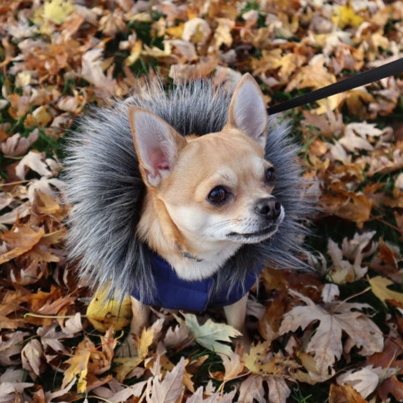 Zimní obleček pro psa s kožešinou Maxík, navy modrý
