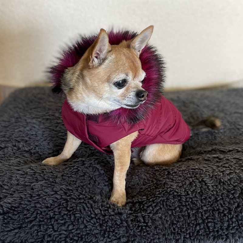 ❄️ Elegantní zimní bunda pro psa s odepínací kapucí – šitá na míru v barvě bordo