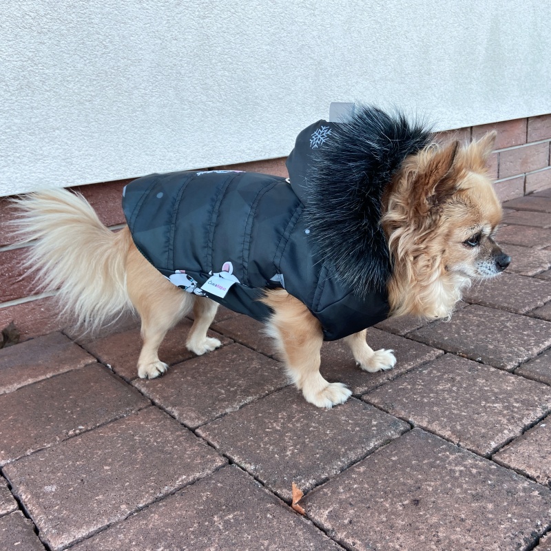 ❄️ Elegantní zimní bunda pro psa s odepínací kapucí – šitá na míru v barvě černé potisk kočky