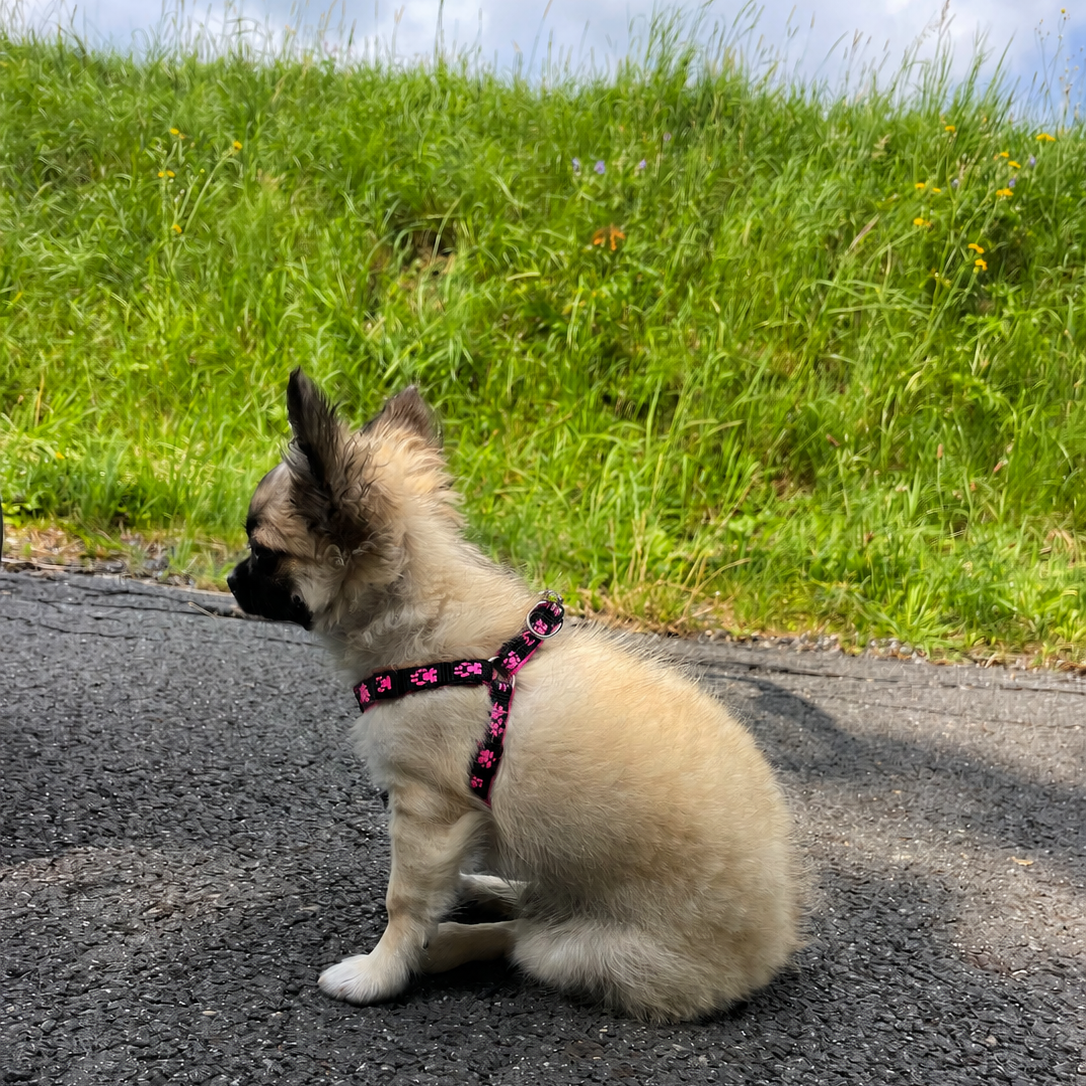Popruhový postroj pro malá plemena s váhou 2–3,5 kg, neon růžový