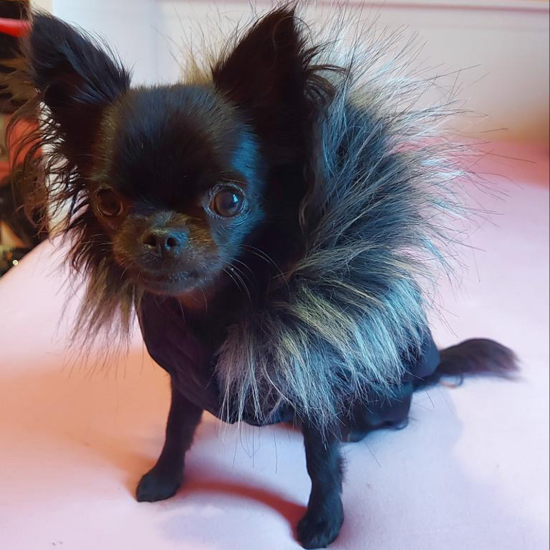 Luxusní zimní obleček pro psa černý Teddy