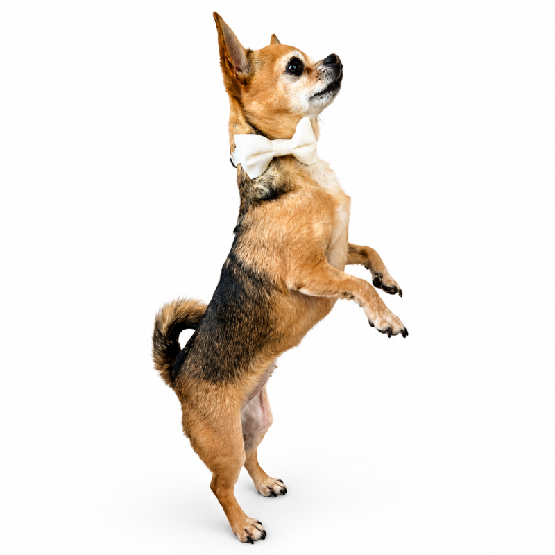 Svatební obojek s mašlí Marie madeira smetenový š. 1,5cm