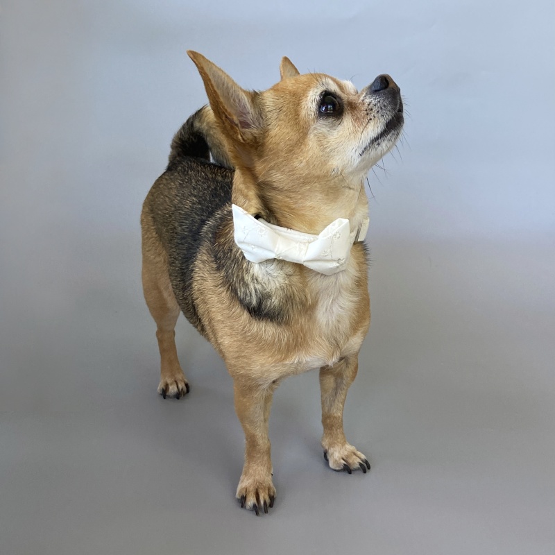 Svatební obojek s mašlí Marie madeira smetenový š. 1,5cm