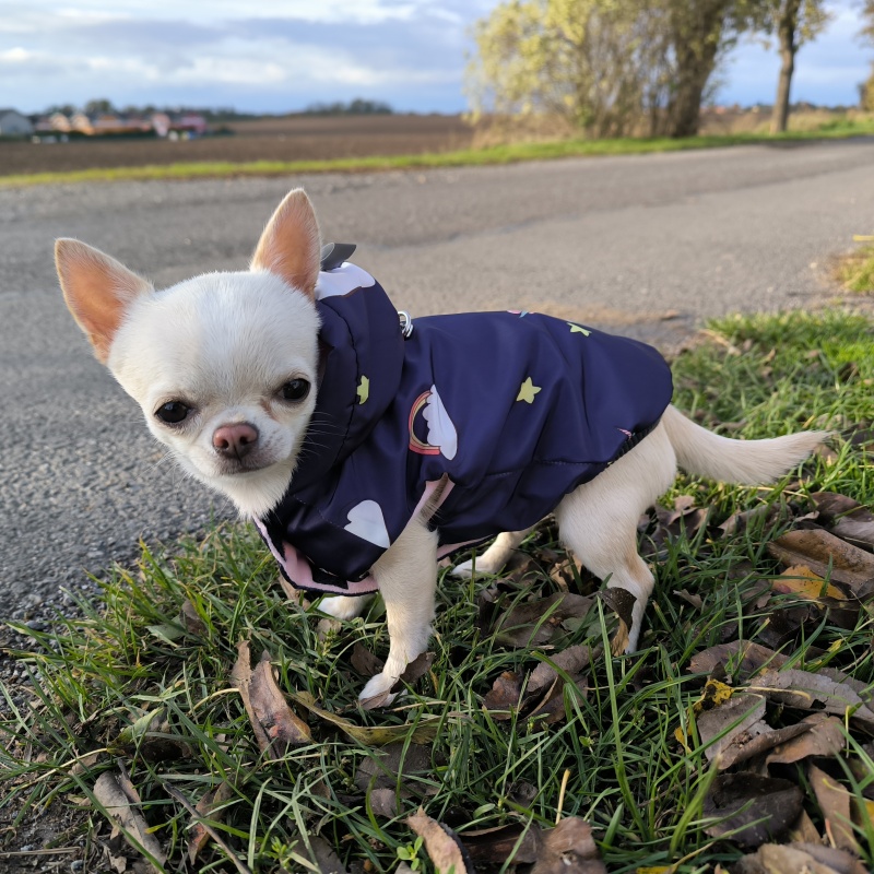 🦄 Roztomilý obleček pro štěně – modrý s motivem jednorožce