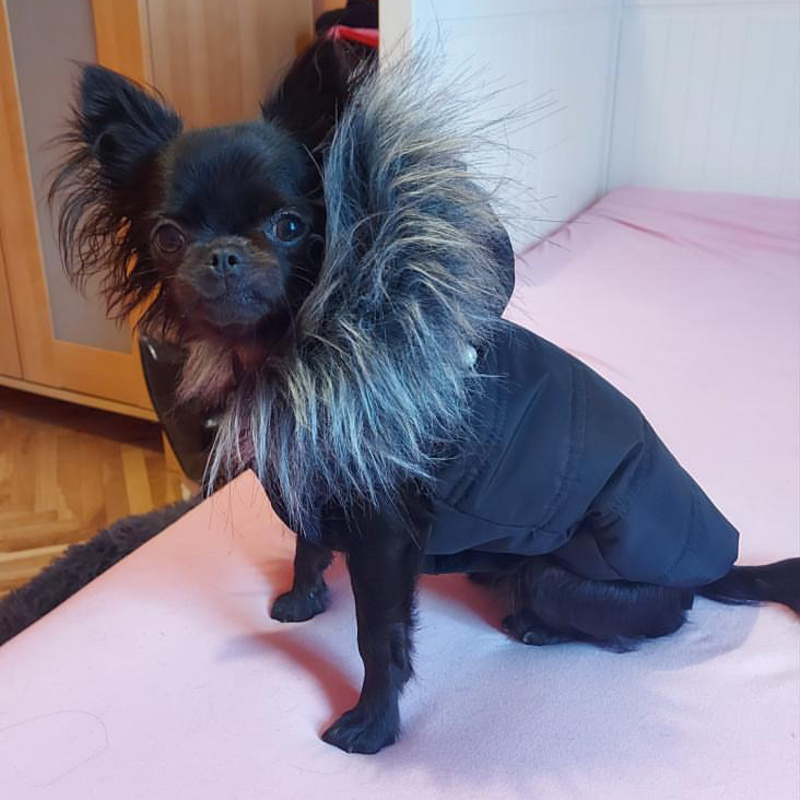 Luxusní zimní obleček pro psa černý Teddy