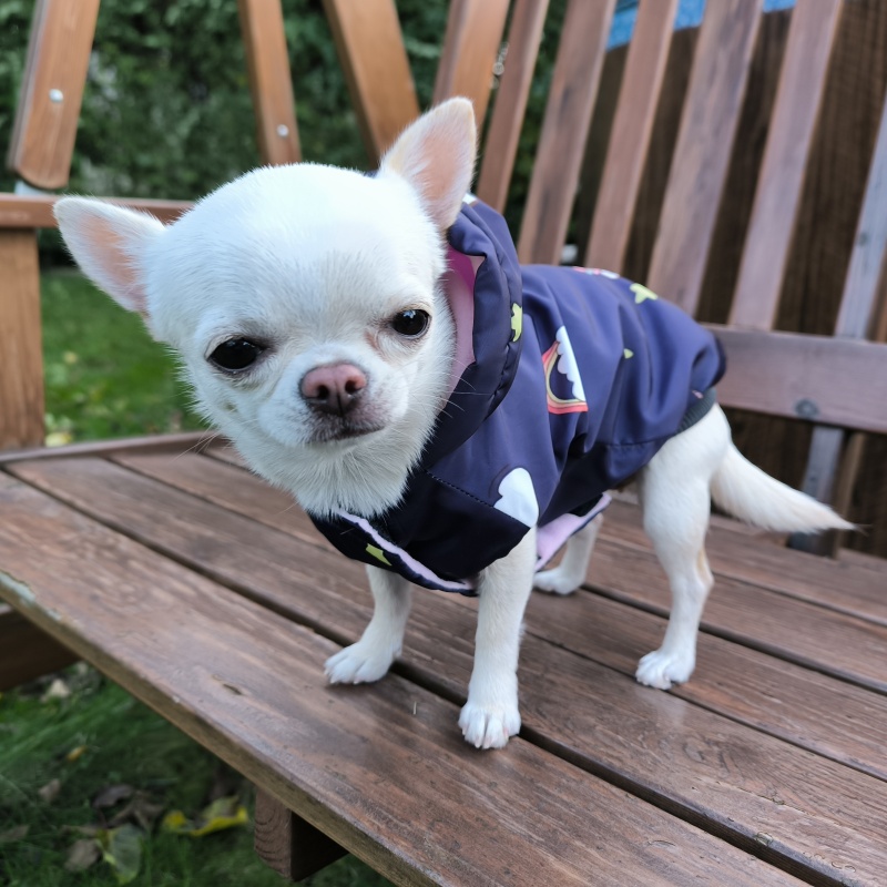 🦄 Roztomilý obleček pro štěně – modrý s motivem jednorožce