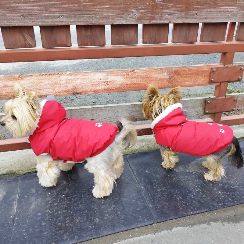 Kožíšek pro malé psy, Keliška červený