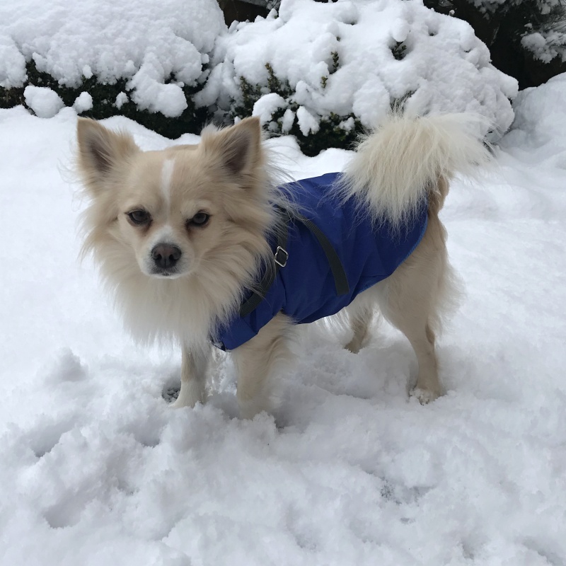 Langi kožíšek Belo modrý s postrojem