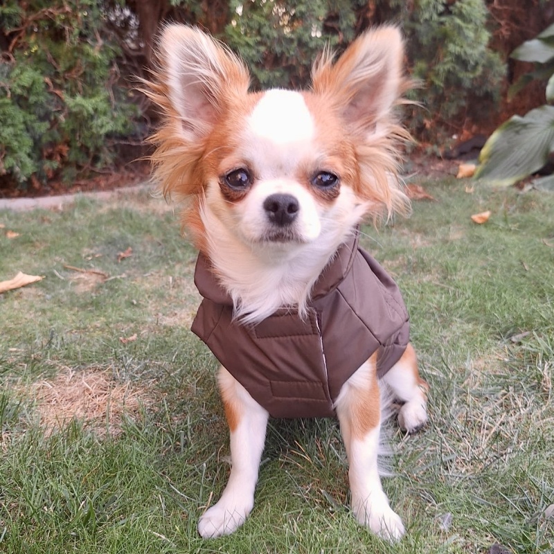 Celoroční obleček pro psa Elizabet, tm. čokoláda