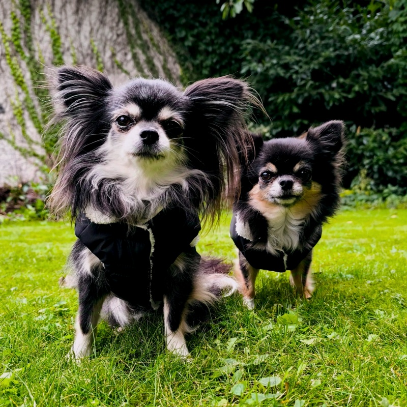 Nepromokavý kožíšek pro psa bez kapuci Bert, černý