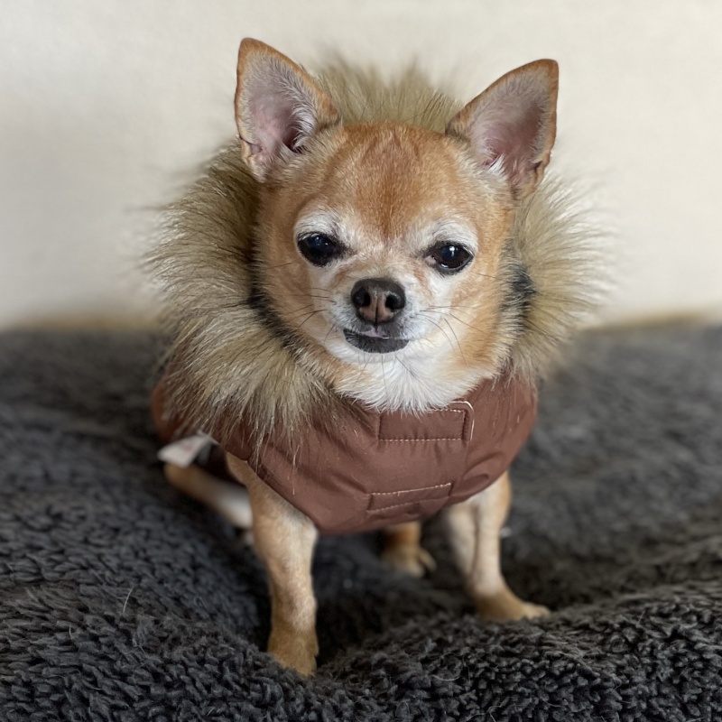 ❄️ Elegantní zimní bunda pro psa s odepínací kapucí – šitá na míru v barvě oříšek