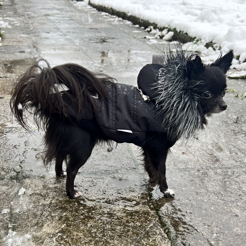 Luxusní zimní obleček pro psa černý Teddy