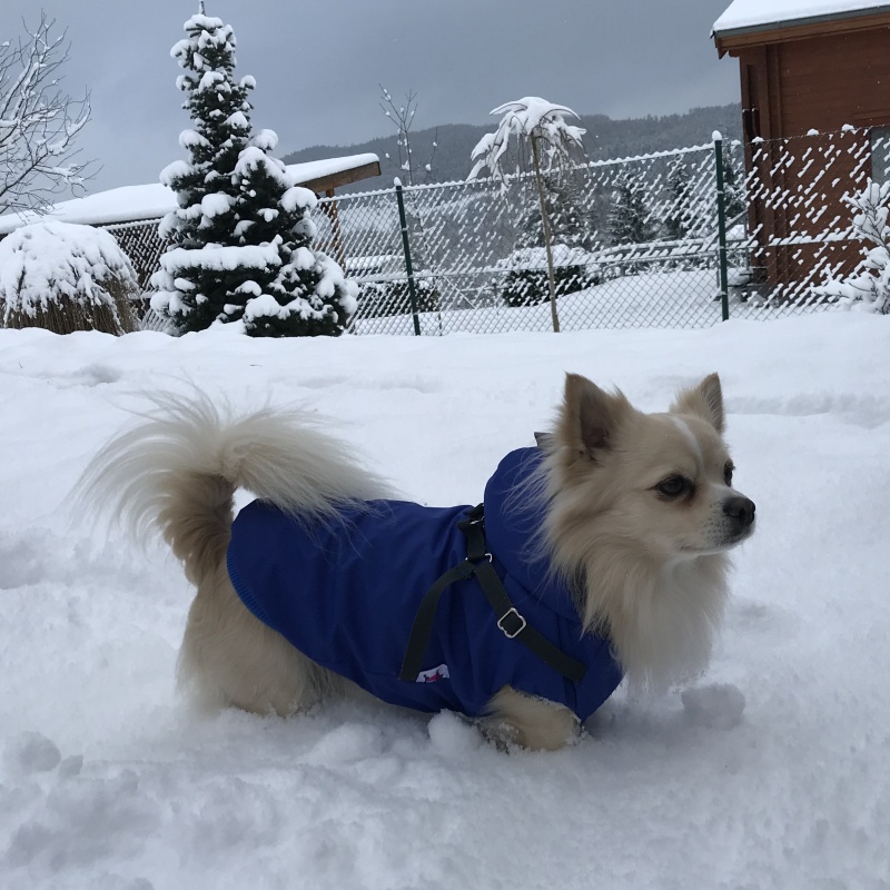 Langi kožíšek Belo modrý s postrojem