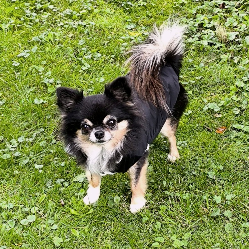 Nepromokavý kožíšek pro psa bez kapuci Bert, černý