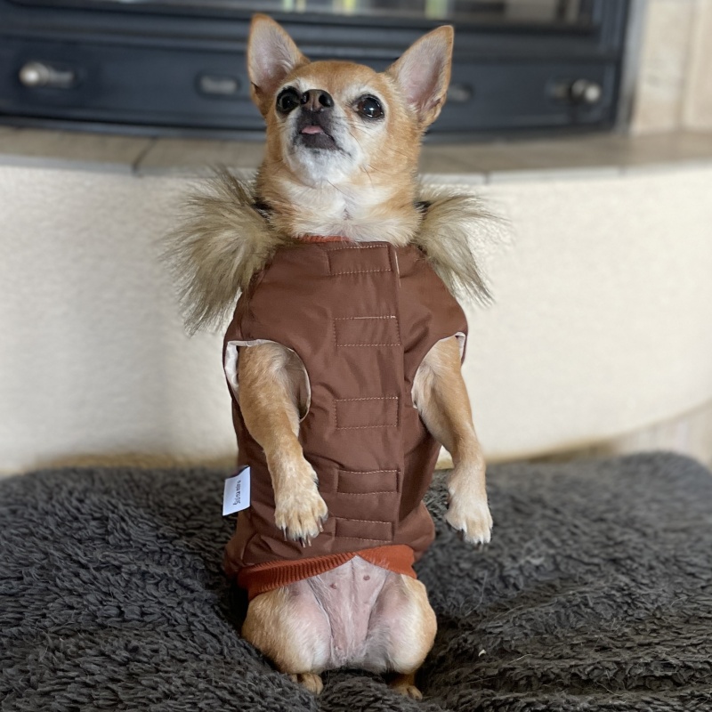 ❄️ Elegantní zimní bunda pro psa s odepínací kapucí – šitá na míru v barvě oříšek