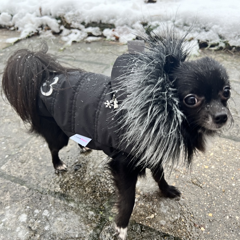 Luxusní zimní obleček pro psa černý Teddy