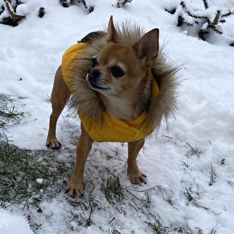 Obleček pro psa s kožešinou Emilia žlutý