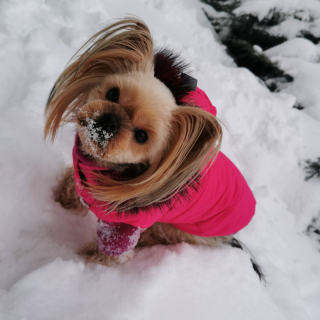 Zimní obleček pro psa s kožešinou růžový Lilly