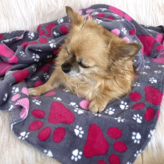 Fleecová deka pro malé psy – šedá s růžovými tlapkami (75x75 cm)