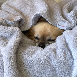 Huňatá deka pro psa 70x90 Mia, šedá