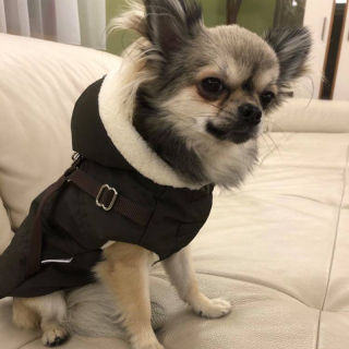 Luxusní zimní obleček pro psa s kšírami hnědý Diego