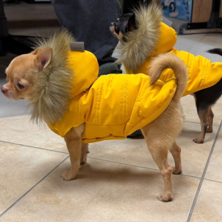 Obleček pro psa s kožešinou Emilia žlutý